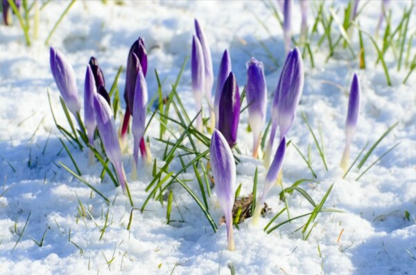 spring purple flow snow