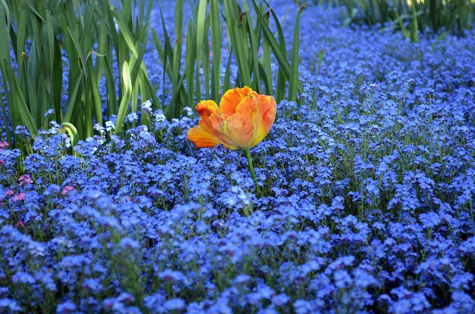 Orange Flowers Blue Tulip Forget Me Not Green