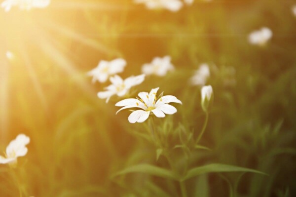 sunset white flowers