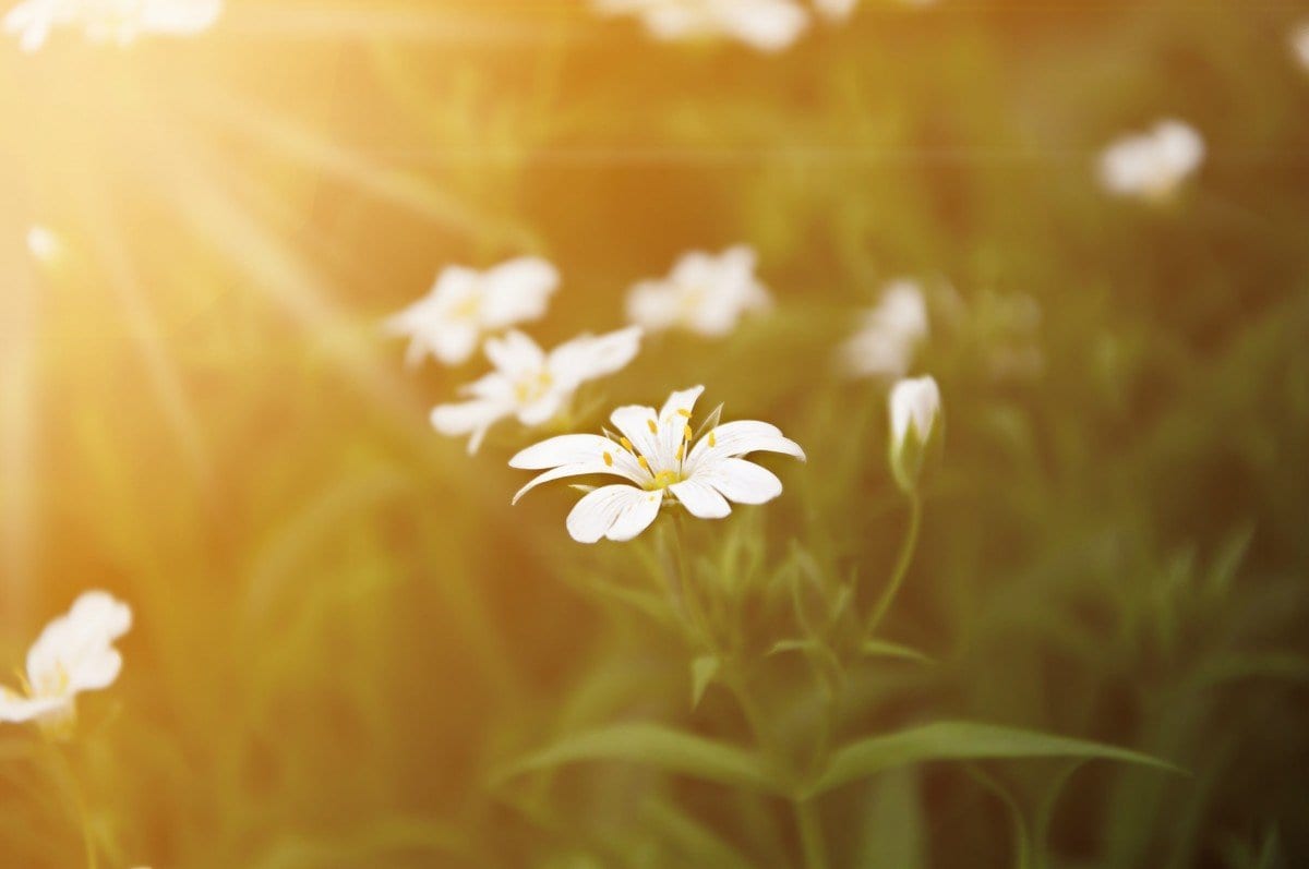 It’s a Buyer’s Market: Make Sure Your Clients are Happy