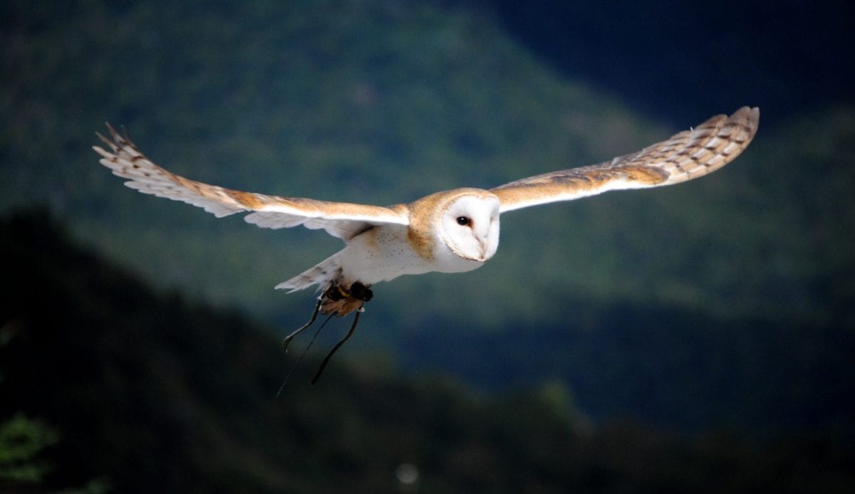 Barn_Owl_flying