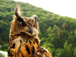 brown-owl-bird