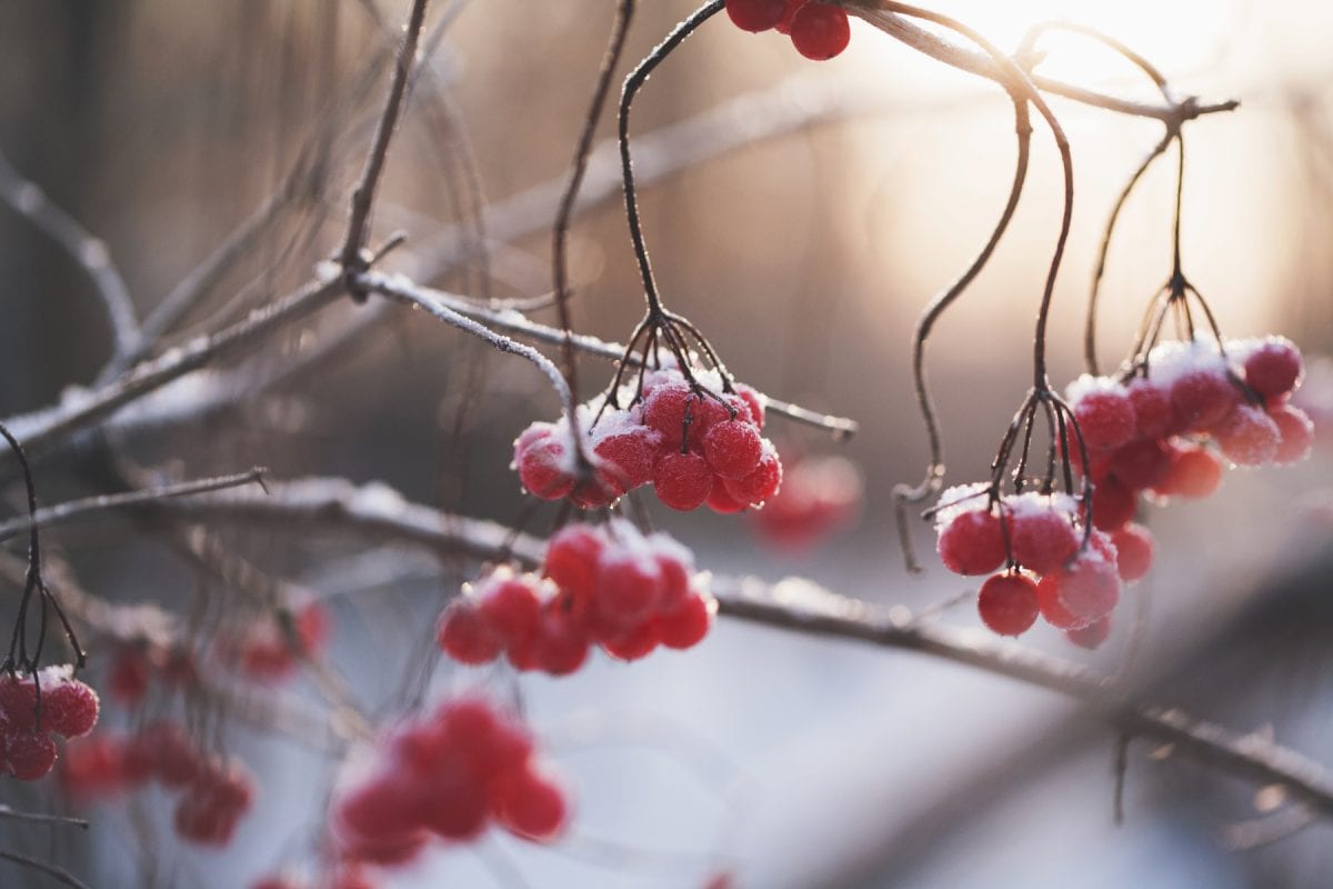 berries snow winter